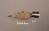  ( - UWBM 57981)  @14 [ ] Copyright (2008) Unspecified Burke Museum of Natural History and Culture
