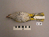  ( - UWBM 61063)  @13 [ ] Copyright (2008) Unspecified Burke Museum of Natural History and Culture