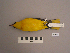 ( - UWBM 61157)  @14 [ ] Copyright (2008) Unspecified Burke Museum of Natural History and Culture