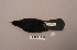  (Pyrrhocorax - UWBM 61471)  @14 [ ] Copyright (2008) Unspecified Burke Museum of Natural History and Culture