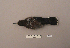  ( - UWBM 66384)  @13 [ ] Copyright (2008) Unspecified Burke Museum of Natural History and Culture