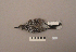  ( - UWBM 66384)  @13 [ ] Copyright (2008) Unspecified Burke Museum of Natural History and Culture