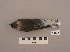  ( - UWBM 66525)  @14 [ ] Copyright (2008) Unspecified Burke Museum of Natural History and Culture