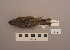  (Emberiza spodocephala - UWBM 73407)  @14 [ ] Copyright (2008) Unspecified Burke Museum of Natural History and Culture