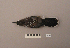  ( - UWBM 73681)  @14 [ ] Copyright (2008) Unspecified Burke Museum of Natural History and Culture