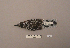  ( - UWBM 73681)  @13 [ ] Copyright (2008) Unspecified Burke Museum of Natural History and Culture