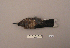  ( - UWBM 75159)  @13 [ ] Copyright (2008) Unspecified Burke Museum of Natural History and Culture