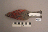  ( - UWBM 82324)  @13 [ ] Copyright (2008) Unspecified Burke Museum of Natural History and Culture
