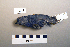  ( - UWBM 82319)  @13 [ ] Copyright (2008) Unspecified Burke Museum of Natural History and Culture