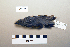  ( - UWBM 66707)  @13 [ ] Copyright (2008) Unspecified Burke Museum of Natural History and Culture