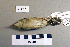  ( - UWBM 75611)  @13 [ ] Copyright (2008) Unspecified Burke Museum of Natural History and Culture