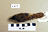  ( - UWBM 75611)  @13 [ ] Copyright (2008) Unspecified Burke Museum of Natural History and Culture