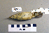  ( - UWBM 46319)  @13 [ ] Copyright (2008) Unspecified Burke Museum of Natural History and Culture