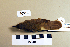  ( - UWBM 46319)  @13 [ ] Copyright (2008) Unspecified Burke Museum of Natural History and Culture