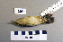  ( - UWBM 49254)  @13 [ ] Copyright (2008) Unspecified Burke Museum of Natural History and Culture