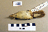  ( - UWBM 49522)  @13 [ ] Copyright (2008) Unspecified Burke Museum of Natural History and Culture