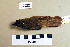  ( - UWBM 49522)  @14 [ ] Copyright (2008) Unspecified Burke Museum of Natural History and Culture