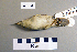  ( - UWBM 46384)  @13 [ ] Copyright (2008) Unspecified Burke Museum of Natural History and Culture