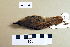  ( - UWBM 46384)  @14 [ ] Copyright (2008) Unspecified Burke Museum of Natural History and Culture