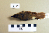  ( - UWBM 49487)  @13 [ ] Copyright (2008) Unspecified Burke Museum of Natural History and Culture