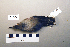  ( - UWBM 61504)  @13 [ ] Copyright (2008) Unspecified Burke Museum of Natural History and Culture