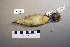  ( - UWBM 74814)  @13 [ ] Copyright (2008) Unspecified Burke Museum of Natural History and Culture