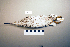  ( - UWBM 59800)  @13 [ ] Copyright (2008) Unspecified Burke Museum of Natural History and Culture