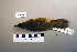  ( - UWBM 74814)  @13 [ ] Copyright (2008) Unspecified Burke Museum of Natural History and Culture
