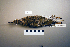  ( - UWBM 59800)  @14 [ ] Copyright (2008) Unspecified Burke Museum of Natural History and Culture