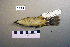  ( - UWBM 75559)  @13 [ ] Copyright (2008) Unspecified Burke Museum of Natural History and Culture