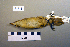  ( - UWBM 71718)  @13 [ ] Copyright (2008) Unspecified Burke Museum of Natural History and Culture
