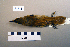  ( - UWBM 71718)  @13 [ ] Copyright (2008) Unspecified Burke Museum of Natural History and Culture