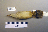  ( - UWBM 59985)  @13 [ ] Copyright (2008) Unspecified Burke Museum of Natural History and Culture