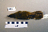  ( - UWBM 59985)  @14 [ ] Copyright (2008) Unspecified Burke Museum of Natural History and Culture