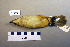  ( - UWBM 59966)  @13 [ ] Copyright (2008) Unspecified Burke Museum of Natural History and Culture