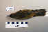  ( - UWBM 59966)  @14 [ ] Copyright (2008) Unspecified Burke Museum of Natural History and Culture