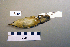  ( - UWBM 49380)  @13 [ ] Copyright (2008) Unspecified Burke Museum of Natural History and Culture