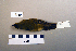  ( - UWBM 49380)  @13 [ ] Copyright (2008) Unspecified Burke Museum of Natural History and Culture
