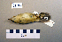  ( - UWBM 61165)  @13 [ ] Copyright (2008) Unspecified Burke Museum of Natural History and Culture