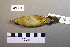  ( - UWBM 49604)  @13 [ ] Copyright (2008) Unspecified Burke Museum of Natural History and Culture