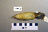  ( - UWBM 56670)  @12 [ ] Copyright (2008) Unspecified Burke Museum of Natural History and Culture
