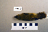  ( - UWBM 56670)  @13 [ ] Copyright (2008) Unspecified Burke Museum of Natural History and Culture