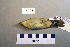  ( - UWBM 74205)  @14 [ ] Copyright (2008) Unspecified Burke Museum of Natural History and Culture