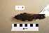  ( - UWBM 74205)  @13 [ ] Copyright (2008) Unspecified Burke Museum of Natural History and Culture