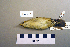  ( - UWBM 64698)  @13 [ ] Copyright (2008) Unspecified Burke Museum of Natural History and Culture