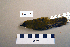  ( - UWBM 64698)  @13 [ ] Copyright (2008) Unspecified Burke Museum of Natural History and Culture
