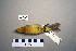  ( - UWBM 46508)  @13 [ ] Copyright (2008) Unspecified Burke Museum of Natural History and Culture