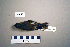  (Ficedula hypoleuca - UWBM 49648)  @14 [ ] Copyright (2008) Unspecified Burke Museum of Natural History and Culture