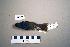  (Ficedula mugimaki - UWBM 47595)  @14 [ ] Copyright (2008) Unspecified Burke Museum of Natural History and Culture