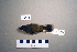  (Ficedula - UWBM 49476)  @14 [ ] Copyright (2008) Unspecified Burke Museum of Natural History and Culture